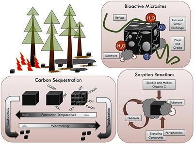 Function of Wildfire-Deposited Pyrogenic Carbon in Terrestrial Ecosystems